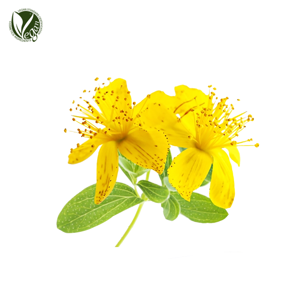 고추나물추출물 ( Hypericum Erectum Extract )