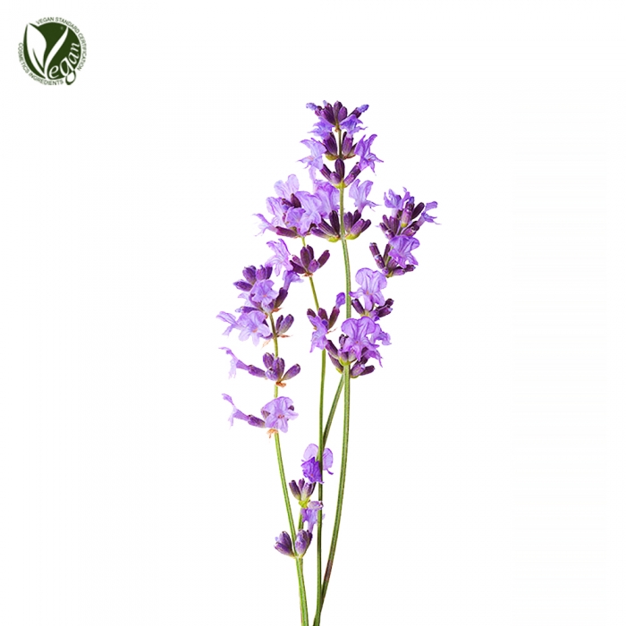 라벤더꽃추출물(Lavandula Angustifolia (Lavender)Flower Extract)
