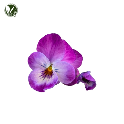 제비꽃추출물(Viola Mandshurica Flower Extract)