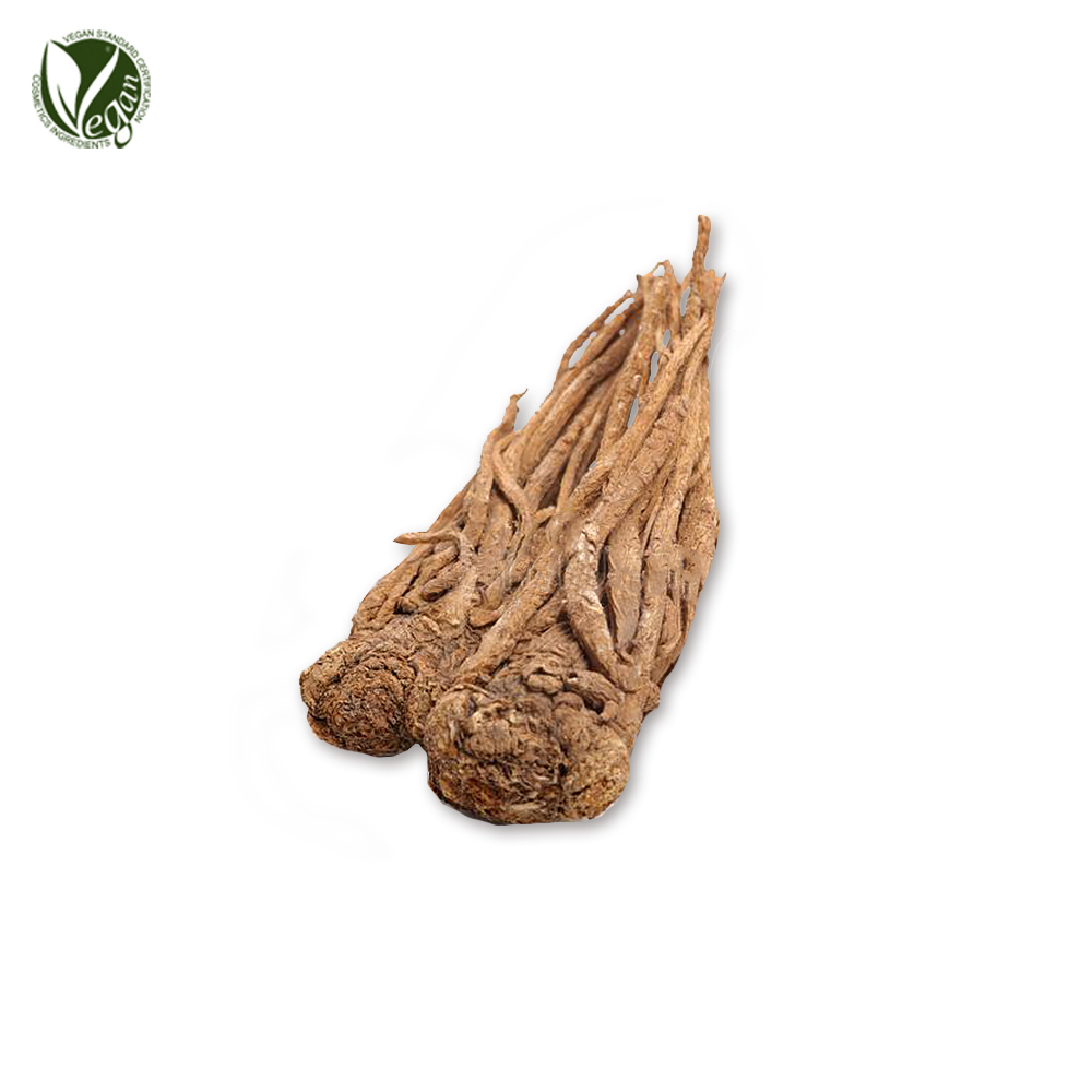 중국당귀(궁궁이)뿌리추출물(Angelica Polymorpha Sinensis Root Extract)