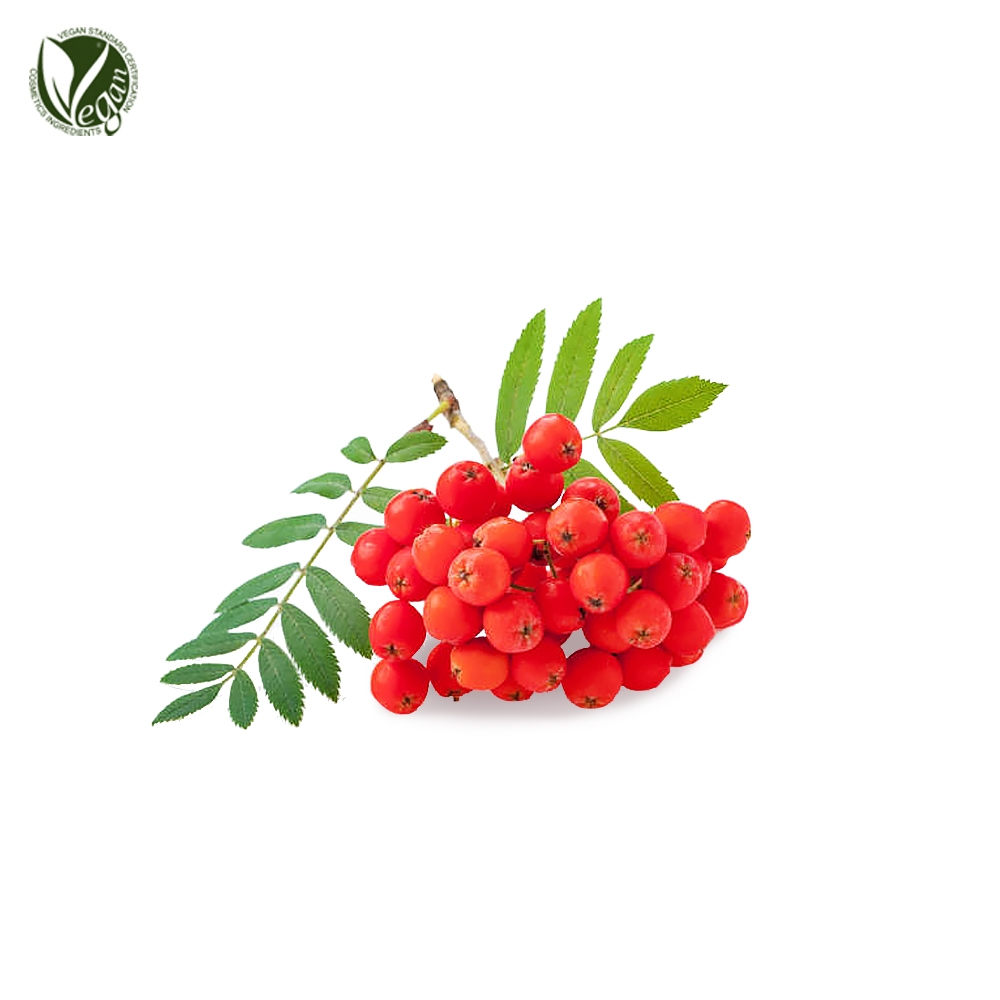 마가목열매추출물(Sorbus Commixta Berry Extract)