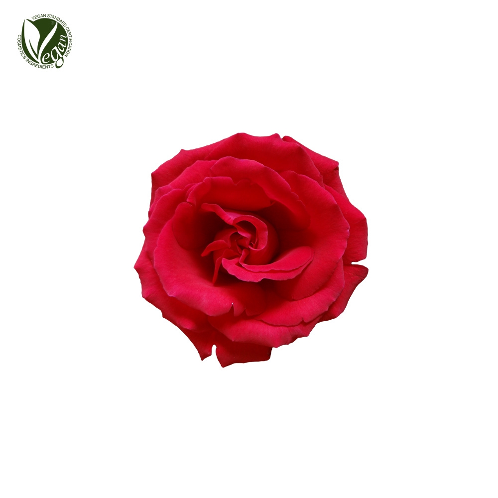 장미꽃추출물(Rosa Hybrid Flower Extract)