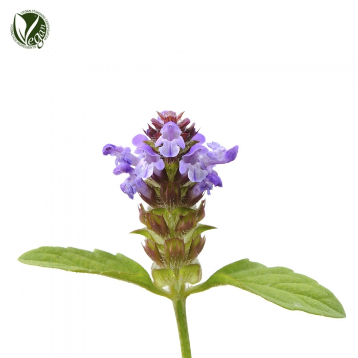 꿀풀꽃/잎/줄기추출물(Prunella Vulgaris Flower/Leaf/Stem Extract)