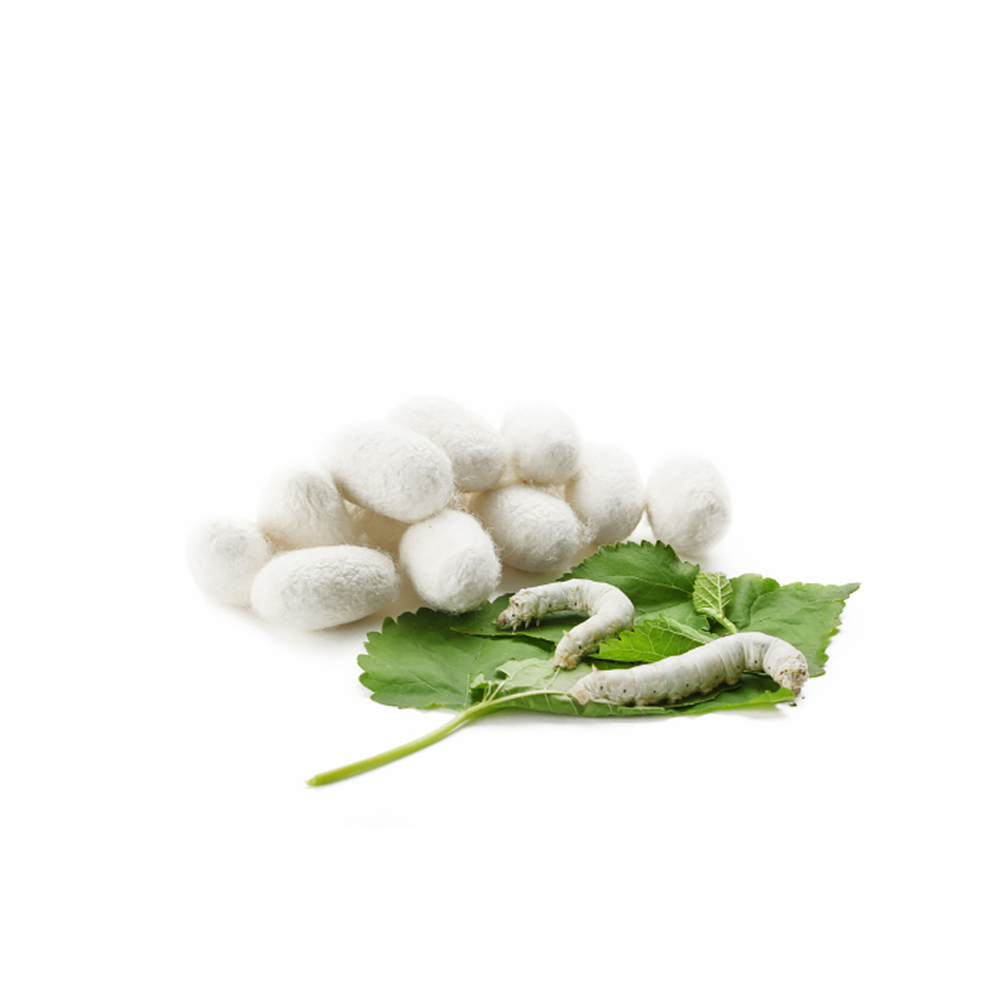 누에추출물(SilkWorm Extract)