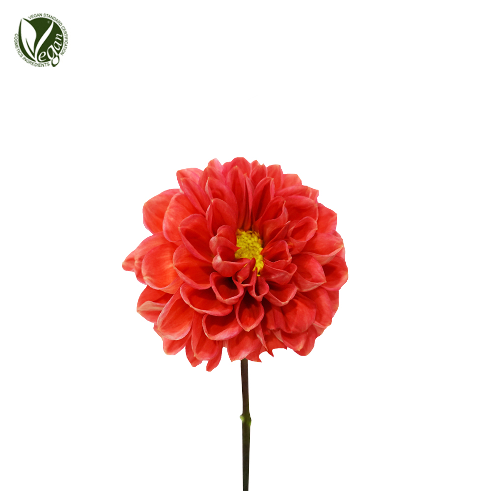 다알리아꽃추출물(Dahlia Variabilis Flower Extract)