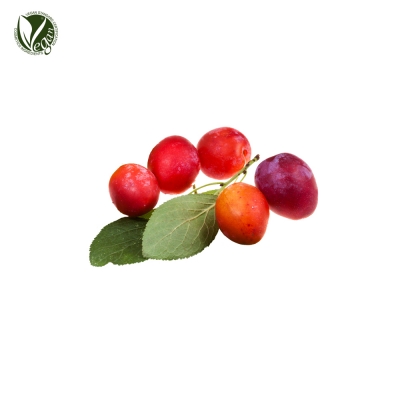 자두나무추출물(Prunus Salicina Fruit Extract)