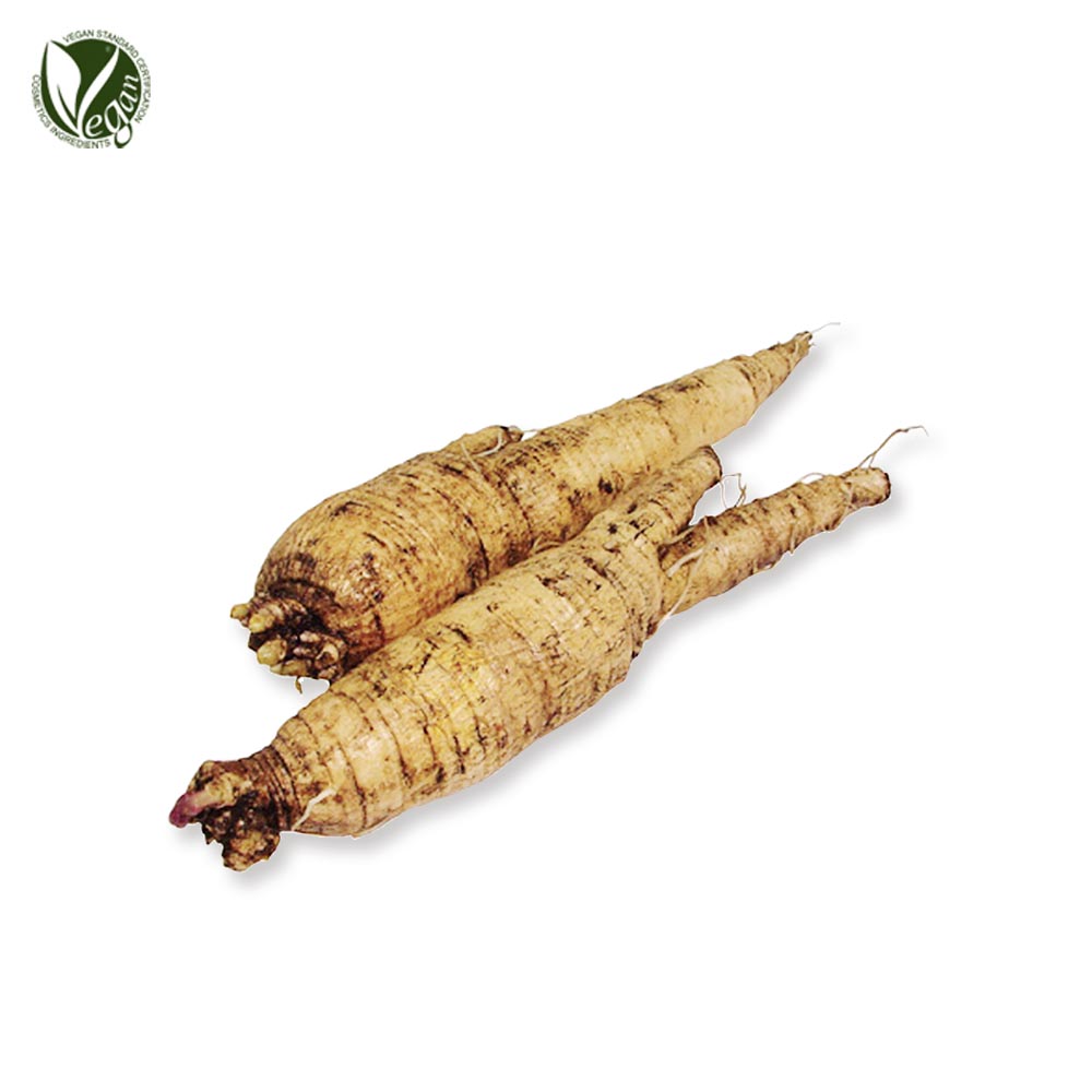 더덕뿌리추출물( Codonopsis Lanceolata Root Extract )