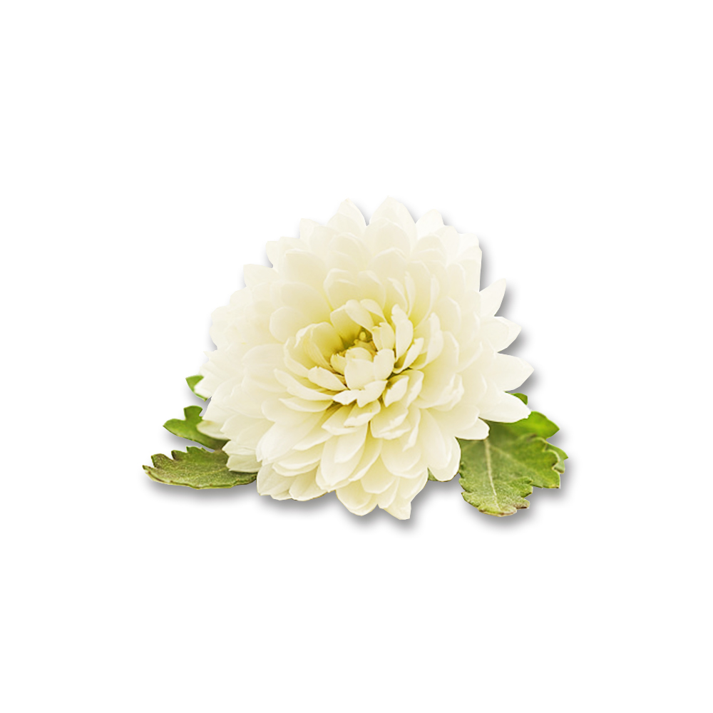 국화추출물( Chrysanthemum Morifolium Flower Extract )