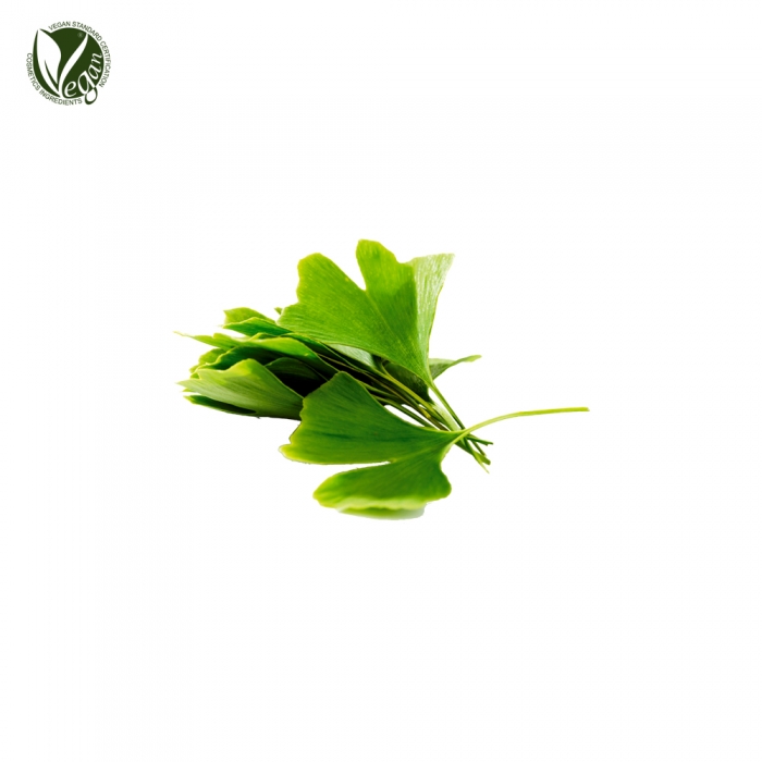 은행나무잎추출물 ( Ginkgo Biloba Leaf Extract )