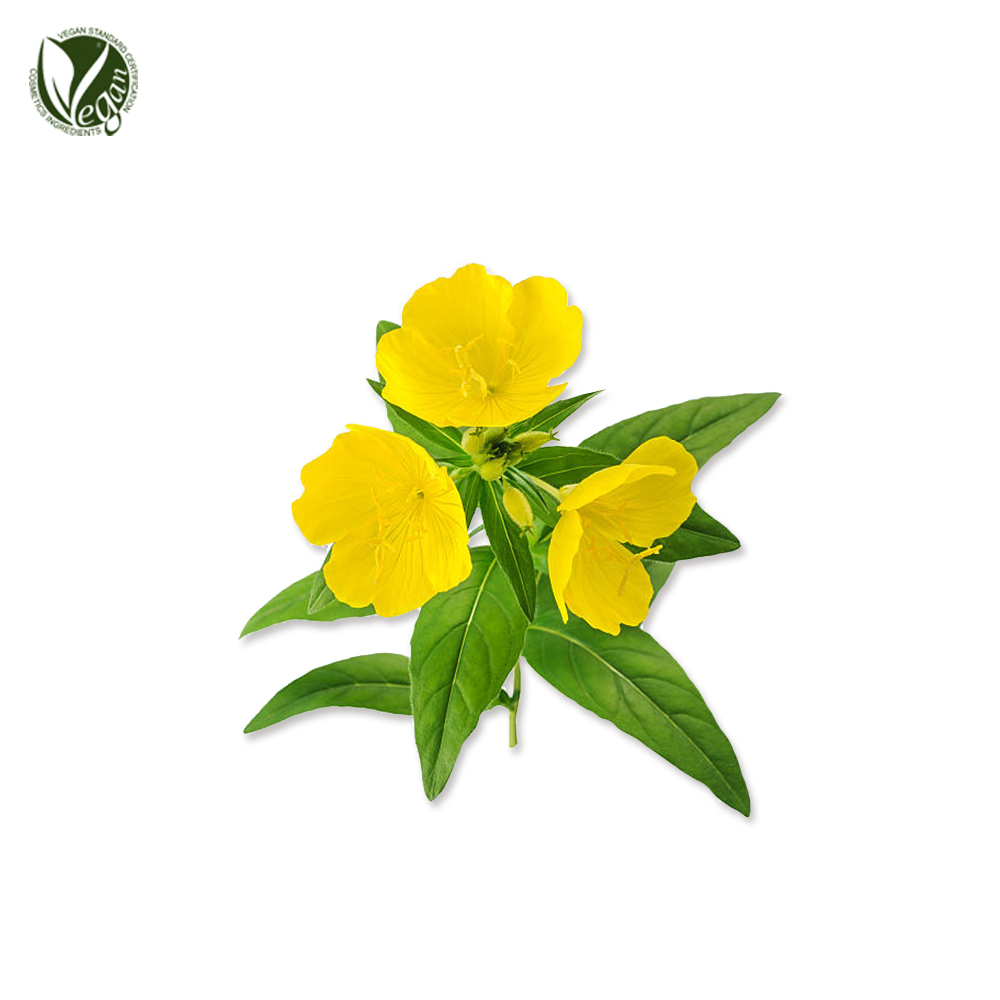 달맞이꽃/잎/줄기추출물 ( Oenothera Biennis Flower/Leaf/Stem Extract )