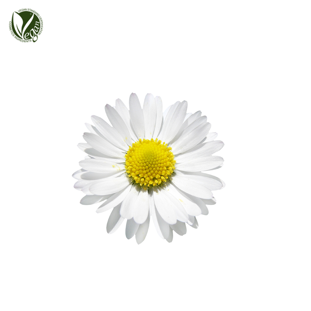 데이지꽃추출물 ( Bellis Perennis (Daisy) Flower Extract )