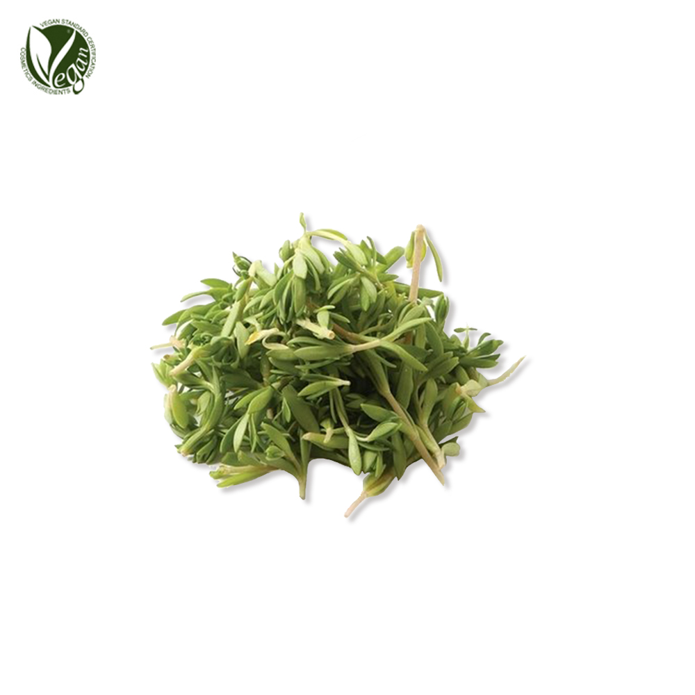 돌나물추출물( Sedum Sarmentosum Extract )