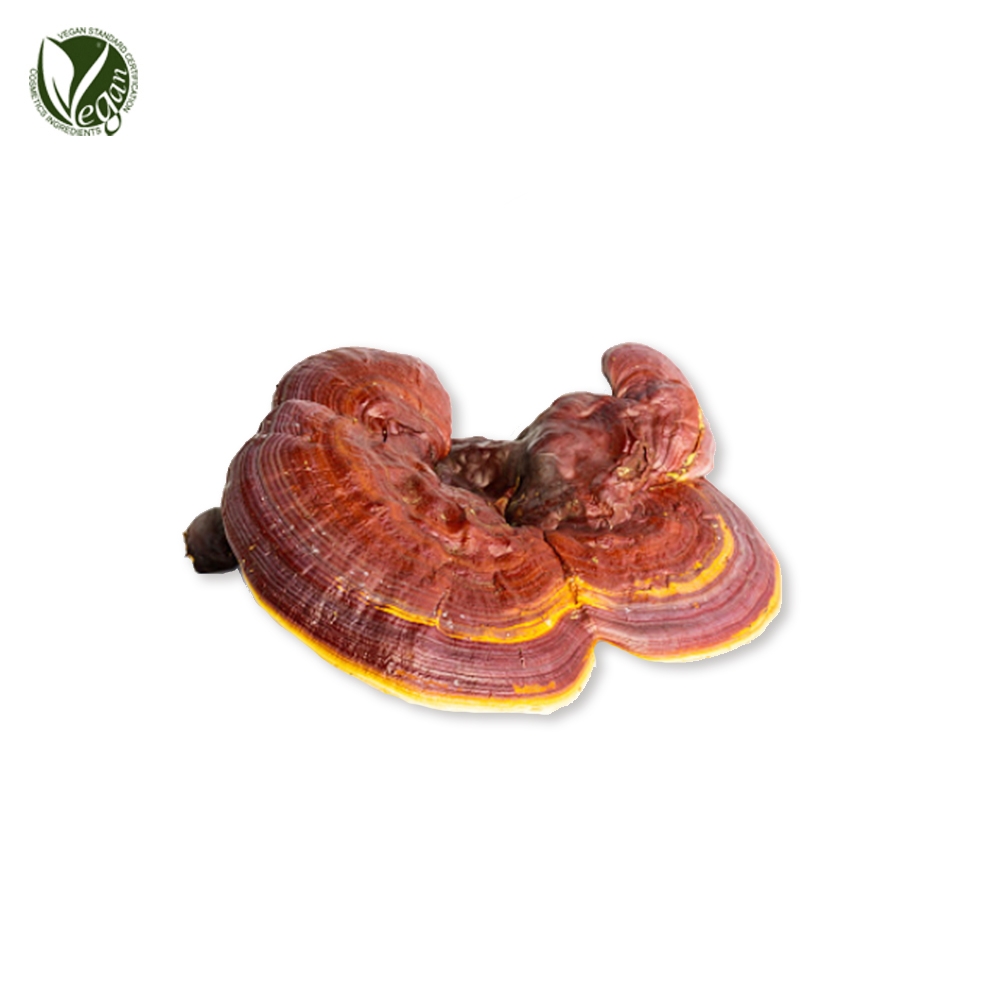 영지버섯추출물( Ganoderma Lucidum (Mushroom) Extract )