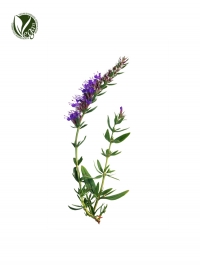 Hyssopus Officinalis Extract
