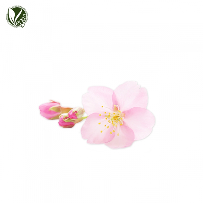 세룰라타벚나무꽃추출물 ( Prunus Serrulata Flower Extract )