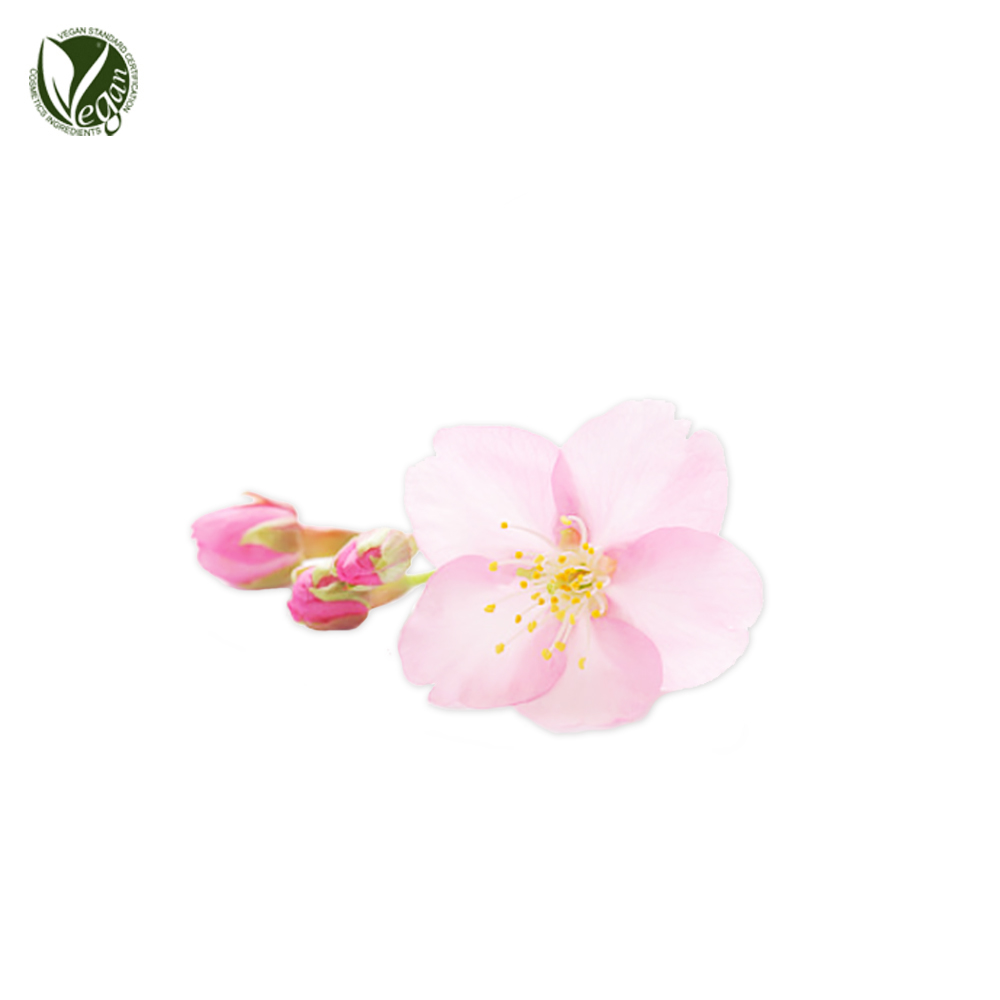 세룰라타벚나무꽃추출물 ( Prunus Serrulata Flower Extract )