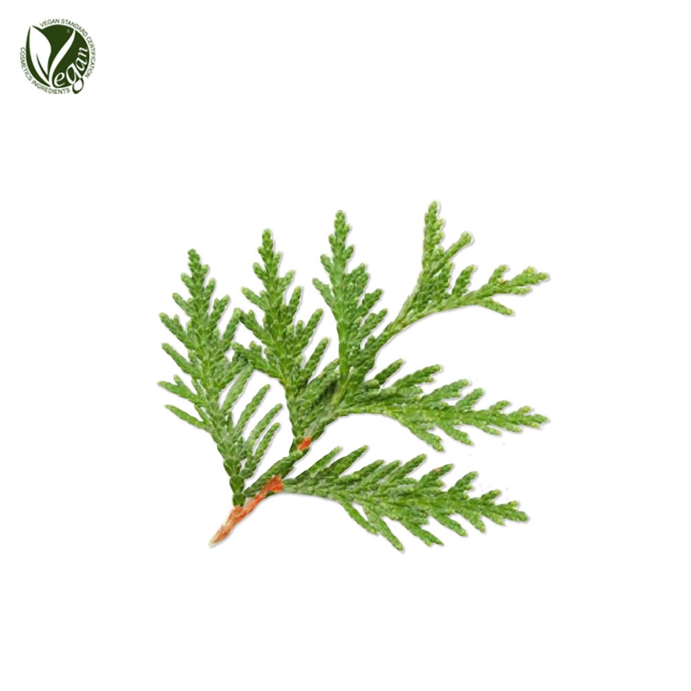 편백잎추출물 ( Chamaecyparis Obtusa Leaf Extract )