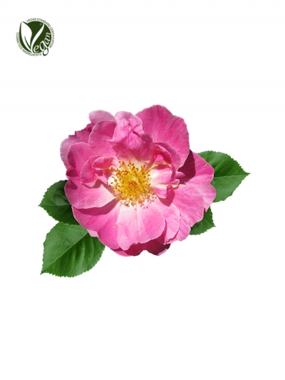 Rosa Rugosa Flower Extract
