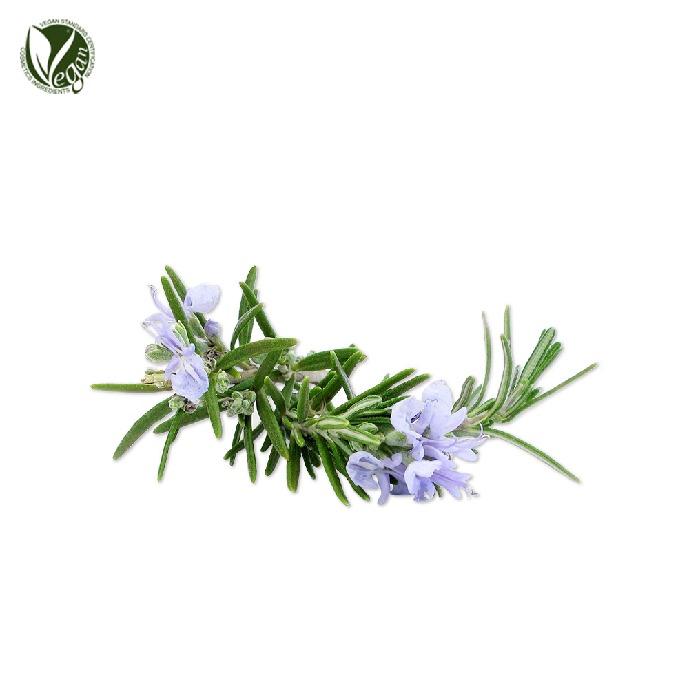 로즈마리추출물 ( Rosmarinus Officinalis (Rosemary) Extract )