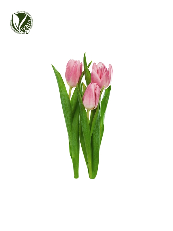 Tulipa Gesneriana Flower Extract
