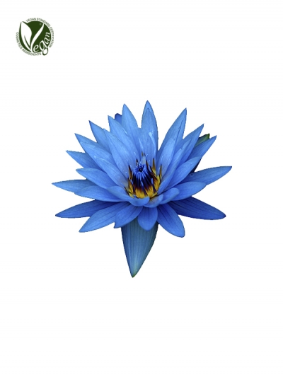 Blue Lotus Extract