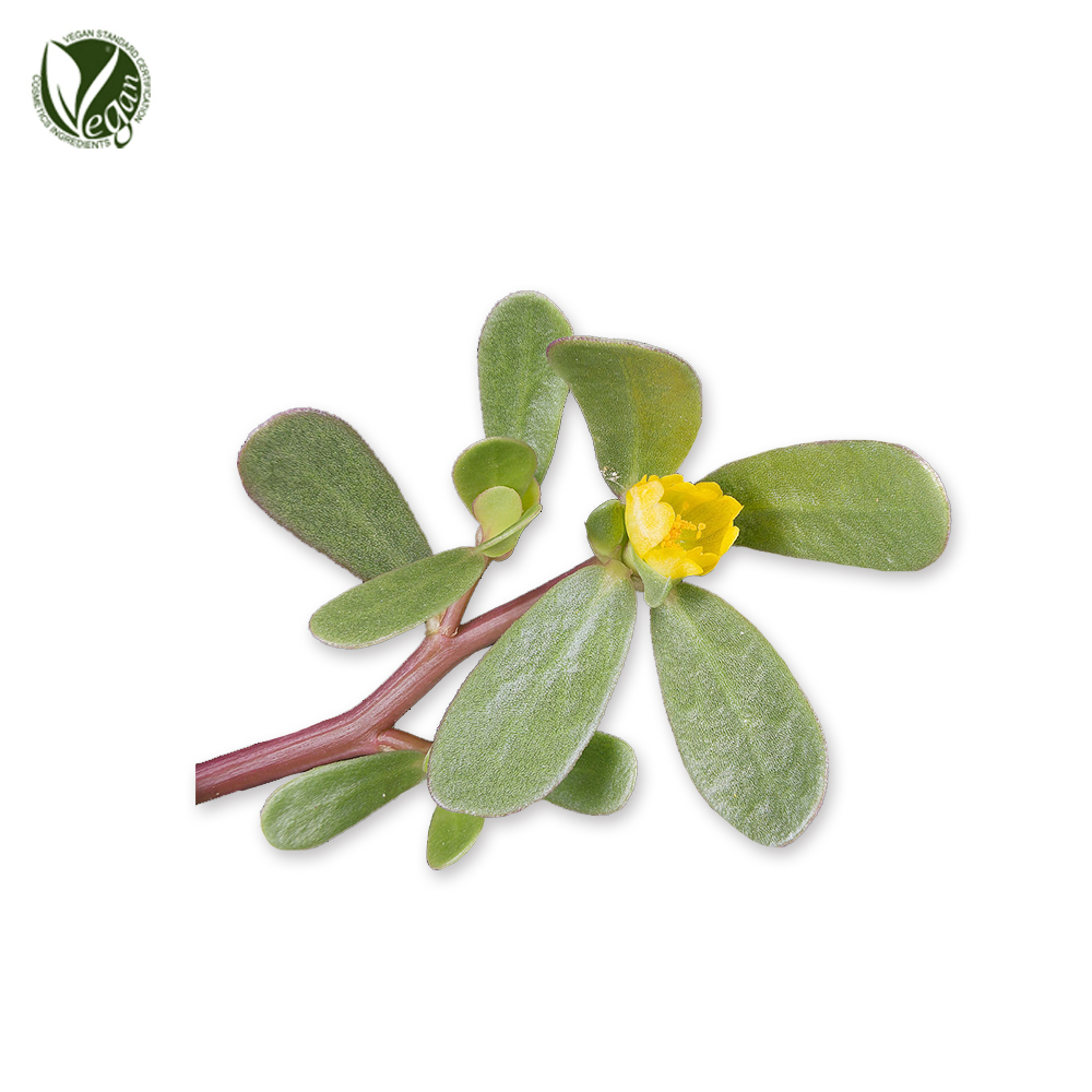 마치현(쇠비름)추출물( Portulaca Oleracea Extract )