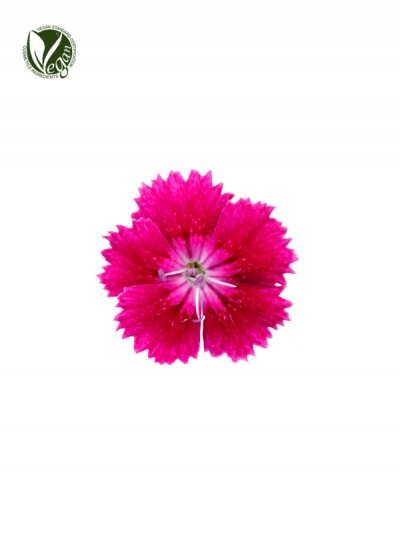 Dianthus Chinensis Extract