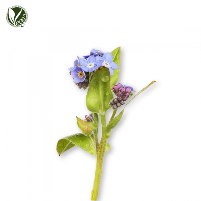 물망초꽃/잎/줄기추출물( Myosotis Sylvatica Flower/Leaf/Stem Extract )