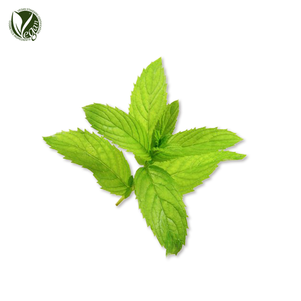 콘민트잎추출물( Mentha Arvensis Leaf Extrac )