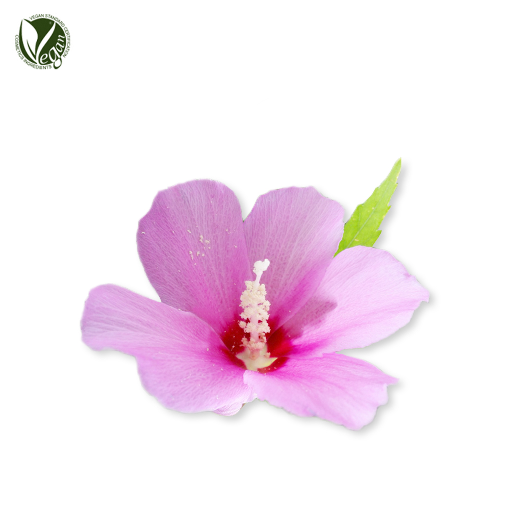 무궁화꽃추출물( Hibiscus Syriacus Flower Extract )