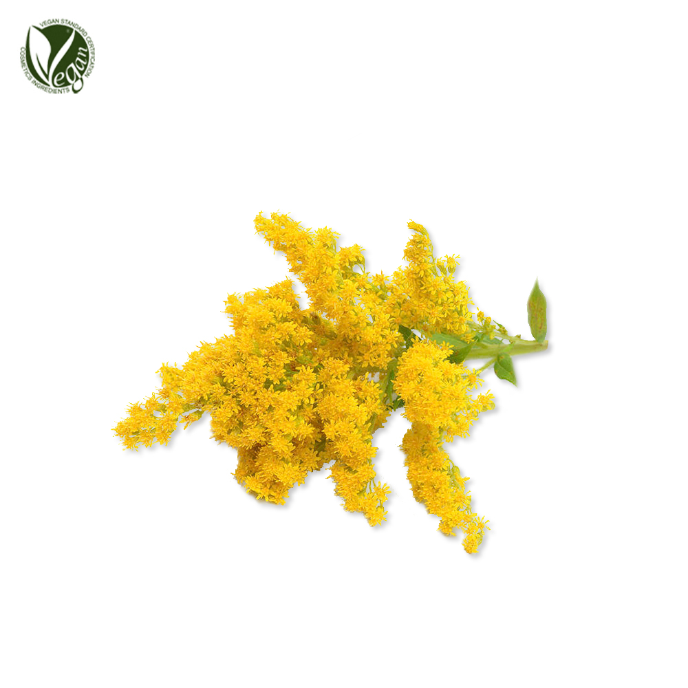 미역취추출물( Solidago Virgaurea (Goldenrod) Extract )