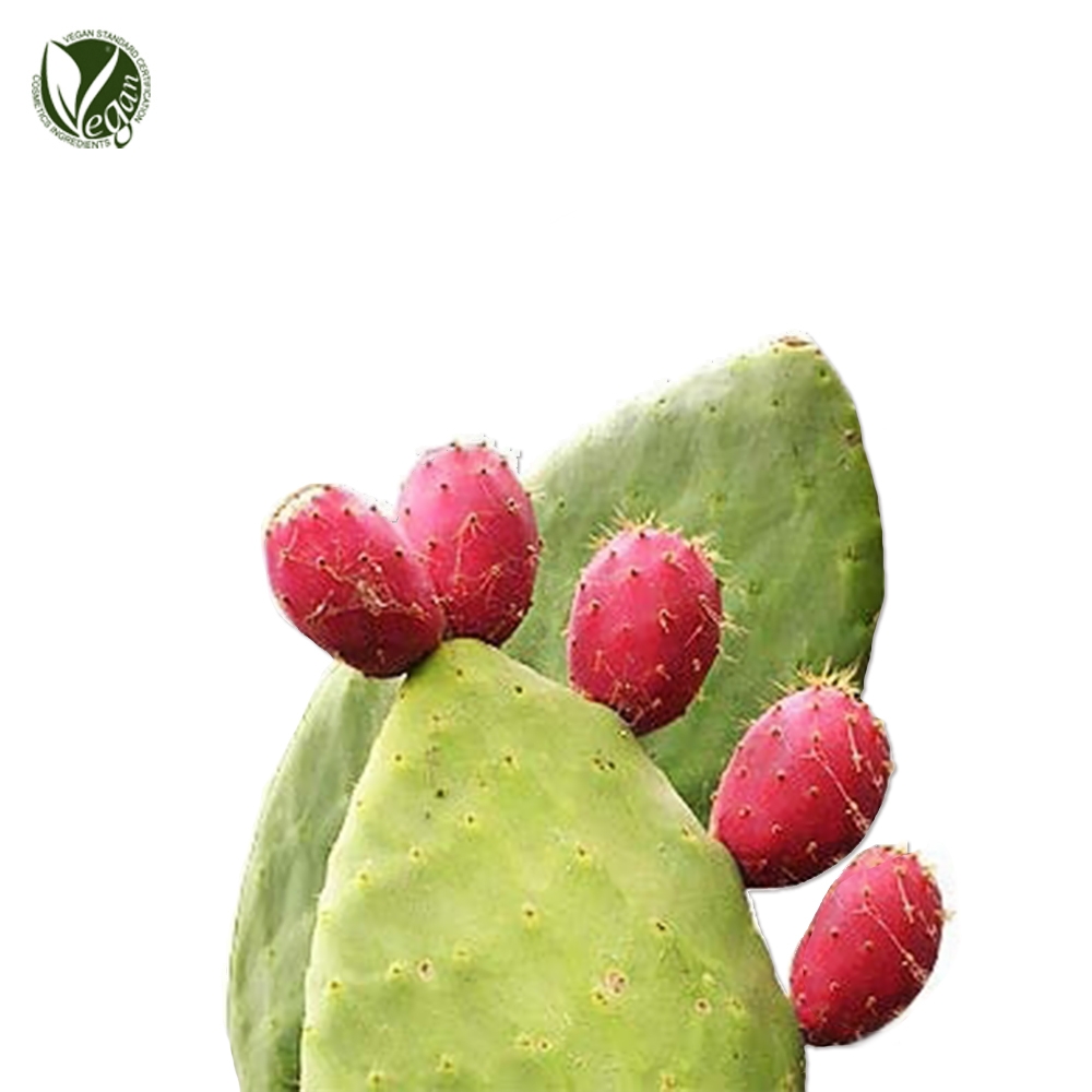 보검선인장(백년초)줄기추출물 (Opuntia Ficuslndica stem Extract)