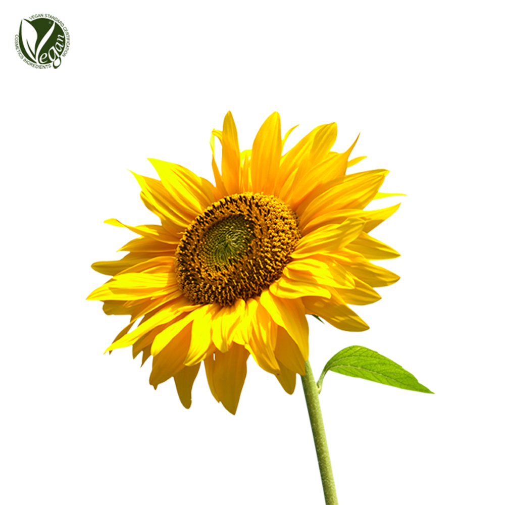 해바라기추출물 (Helianthus Annuis (Sunflower) Extract)