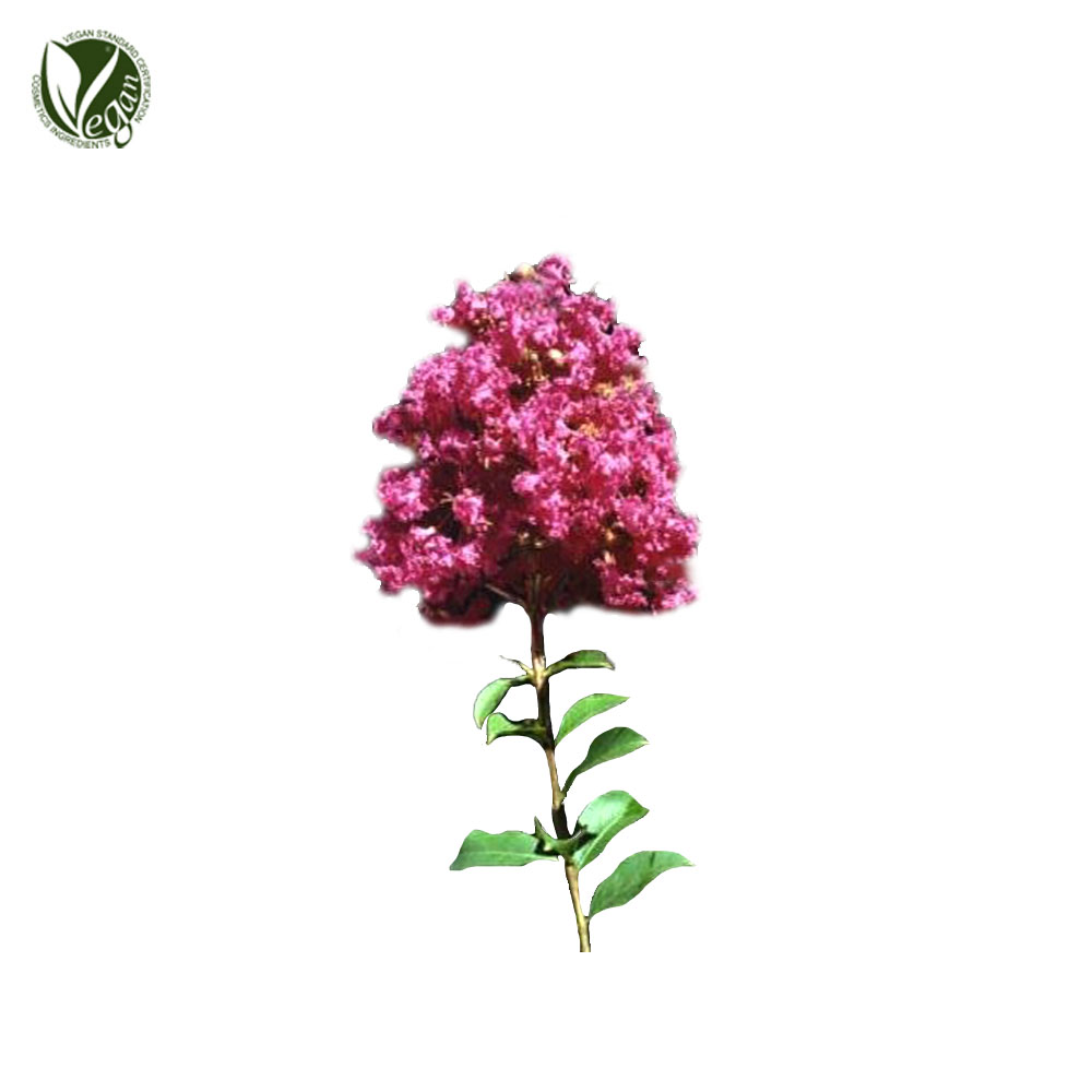 배롱나무추출물 (Lagerstroemia Indica Extract)