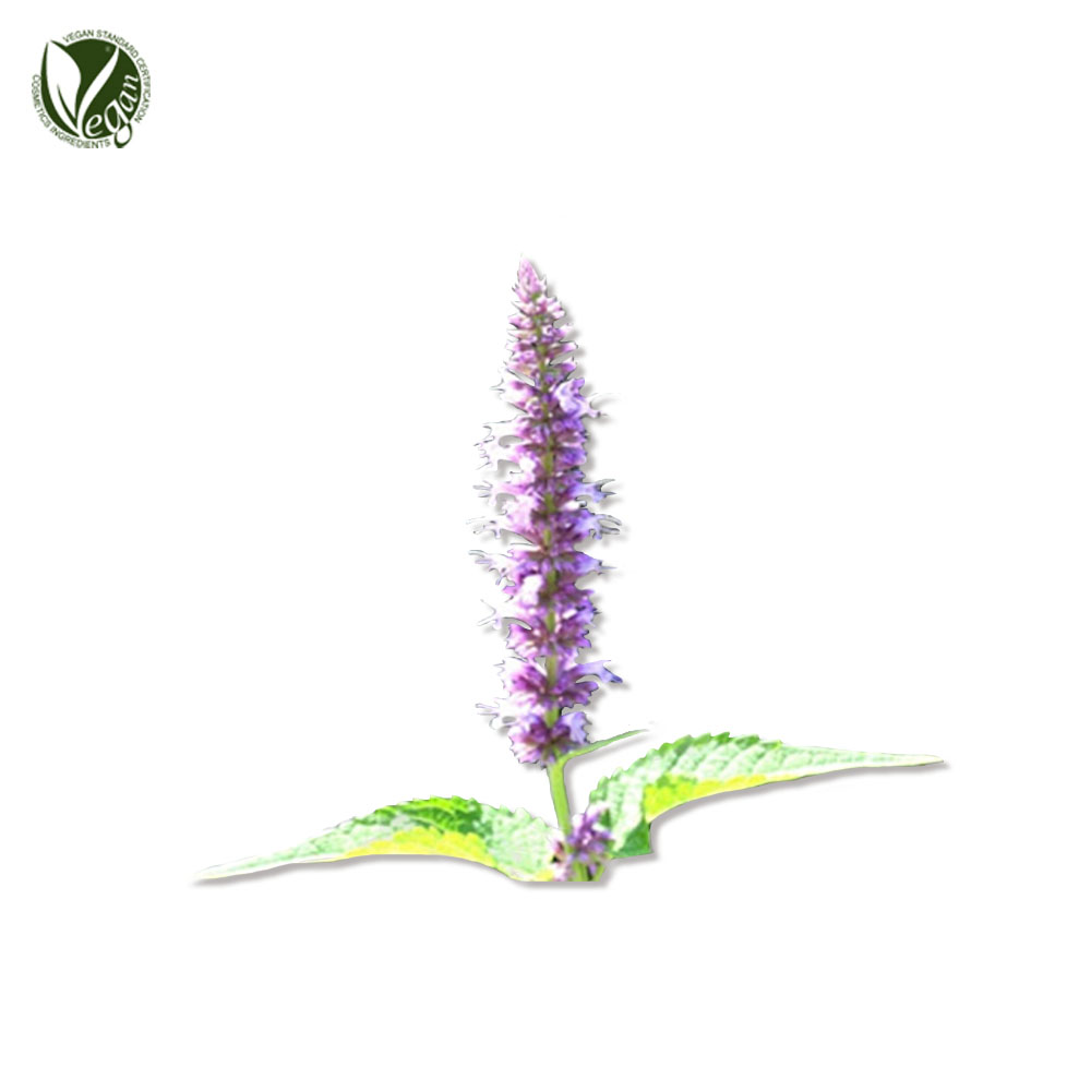 배초향추출물 (Agastache Rugosa Extract)