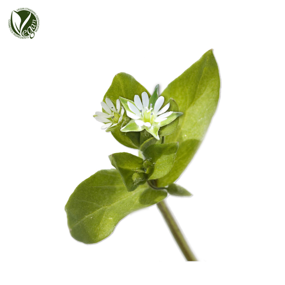 별꽃추출물( Stellaria Media(Chickweed) Extract )