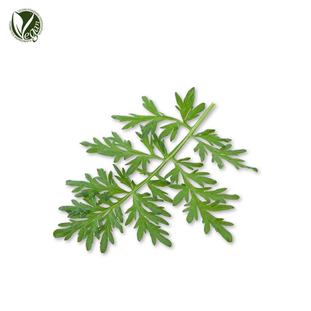 사철쑥추출물 (Artemisia Capillaris Extract)