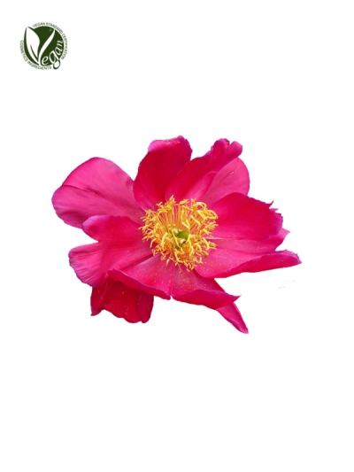 Chinese Peony Extract