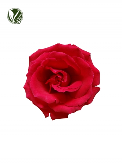 Rose Extract