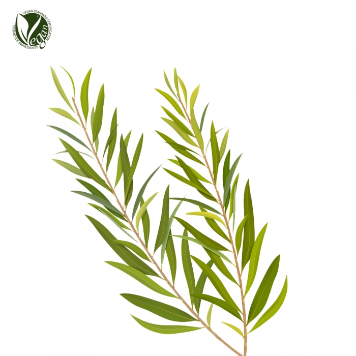 티트리파우더 (Melaleuca Alternifolia (Tea Tree) Leaf Powder)