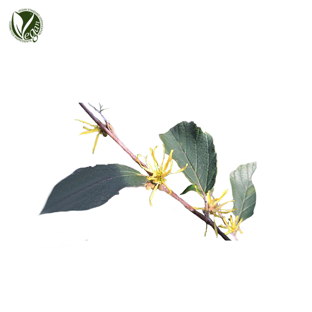 버지니아풍년화잎(위치하젤)추출물 (Castanea Crenata(Chestnut) Flower Extract)