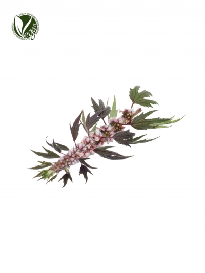 Motherwort Extract