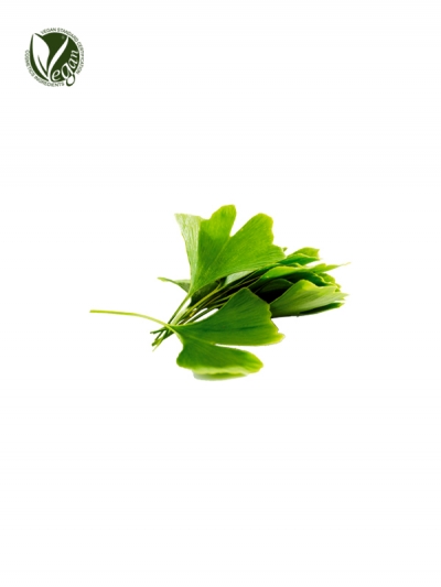 Ginkgo Leaf Extract