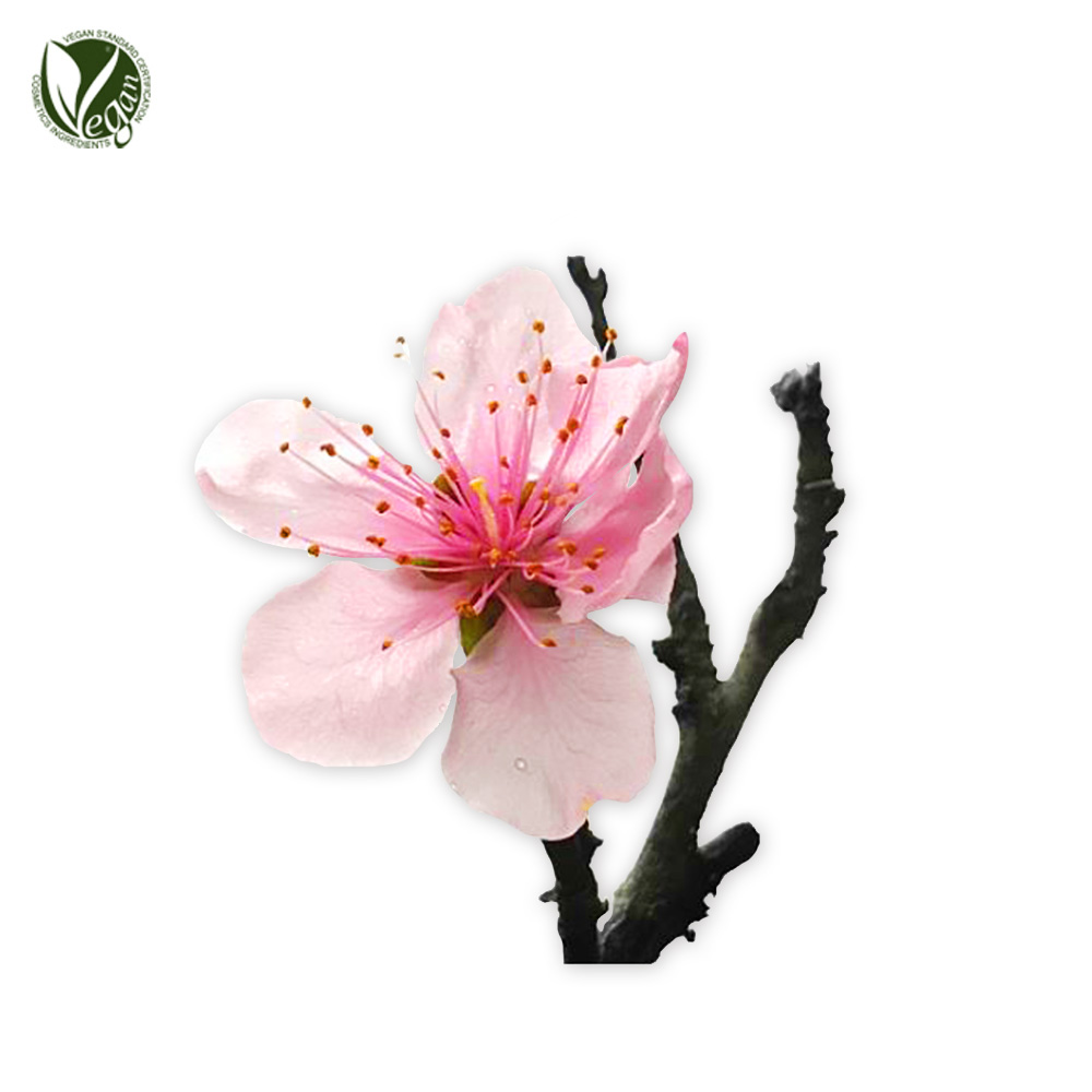 복사나무꽃추출물 (Prunus Persia (Peach) Flower Extract)