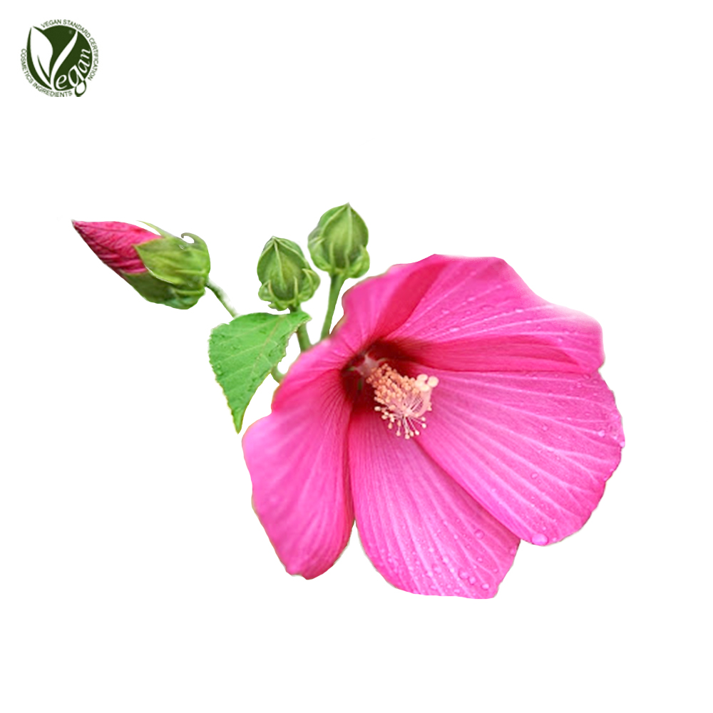 부용꽃추출물 (Hibiscus Mutabillis Flower Extract)