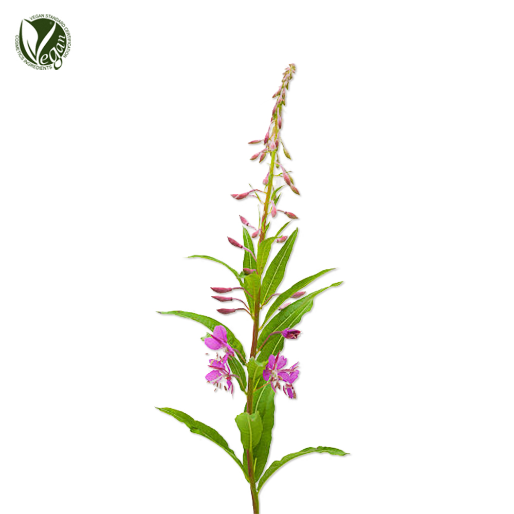 분홍바늘꽃추출물 (Epilobium Angustifolium Extract)