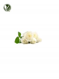 White Rose Extract