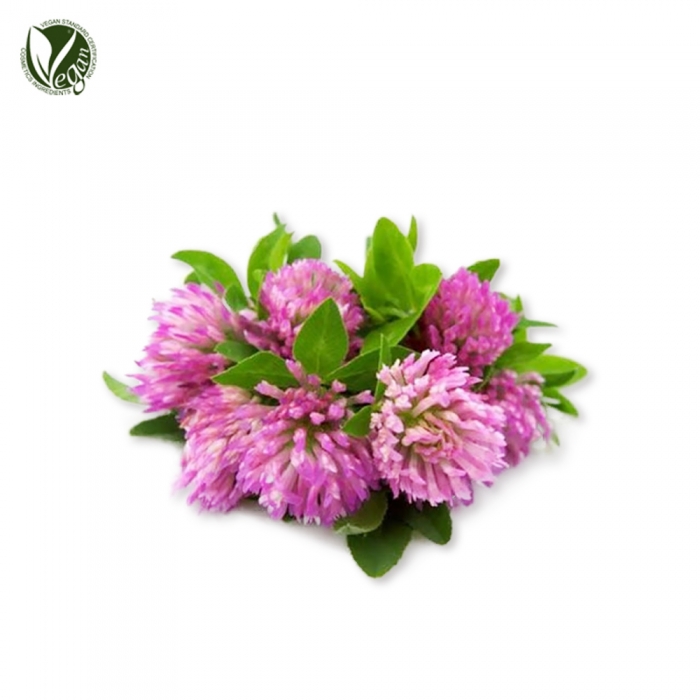 붉은토끼풀추출물 (Trifolium Pratense (Clover) Extract)