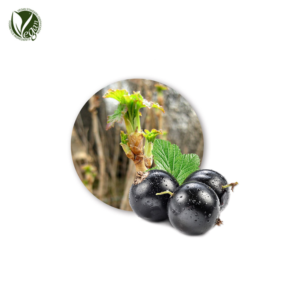 양까막까치밥나무(블랙커런트)싹추출물, PRODHYGEM® O2 BIO (Ribes Nigrum (Black Currant) Bud Extract)