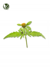 Bidens Tripartita Flower/Leaf/Stem Extract
